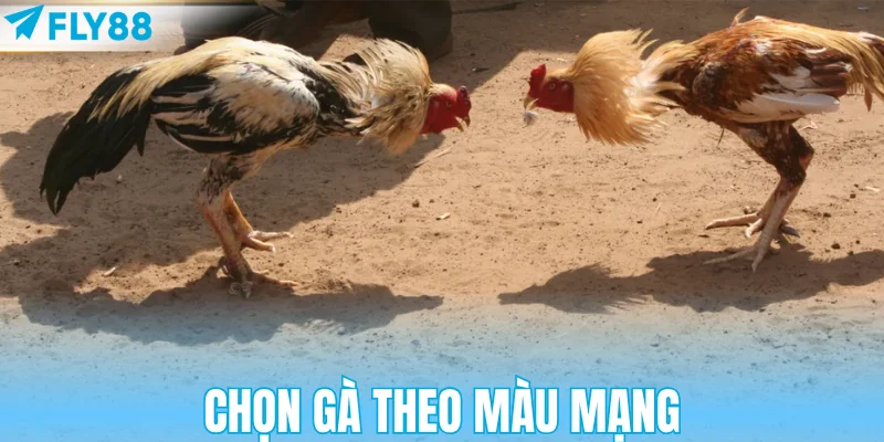 Chọn gà theo màu mạng