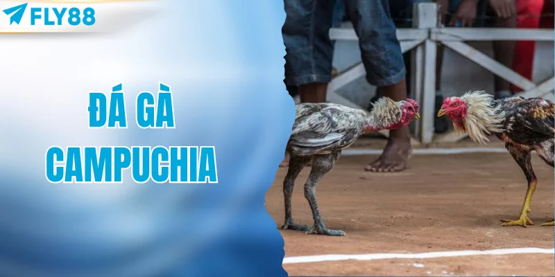 Đá gà Campuchia
