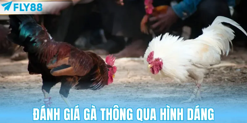 Đánh giá gà thông qua hình dáng