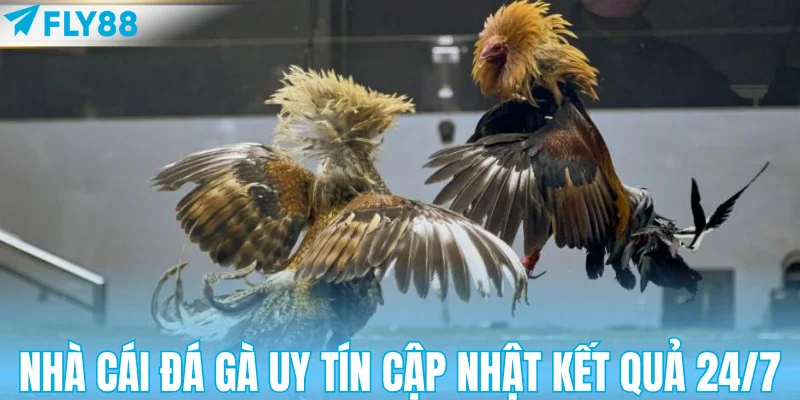 Nhà cái đá gà uy tín cập nhật kết quả 24/7