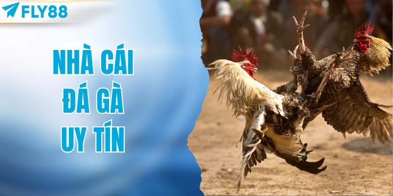 Nhà cái đá gà uy tín