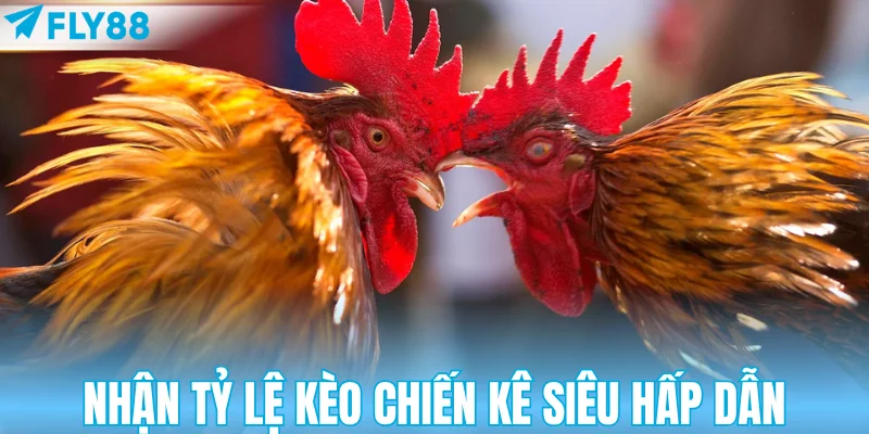 Nhận tỷ lệ kèo chiến kê siêu hấp dẫn