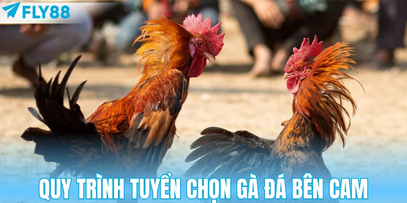 Quy trình tuyển chọn gà đá bên Cam
