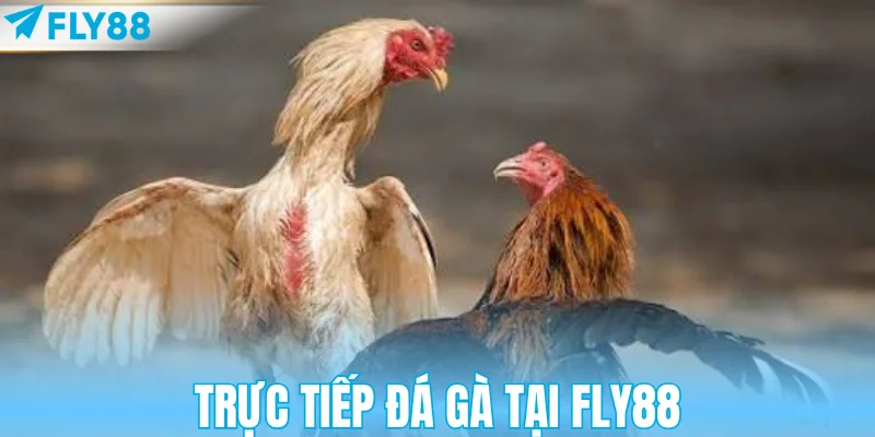 Trực tiếp đá gà tại FLY88