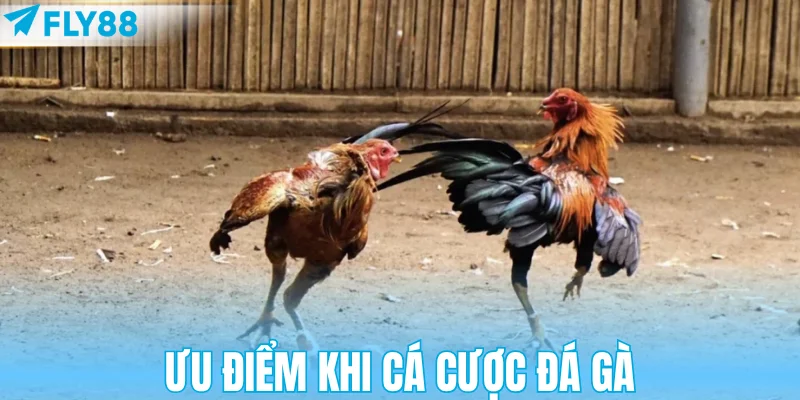 Ưu điểm khi cá cược đá gà