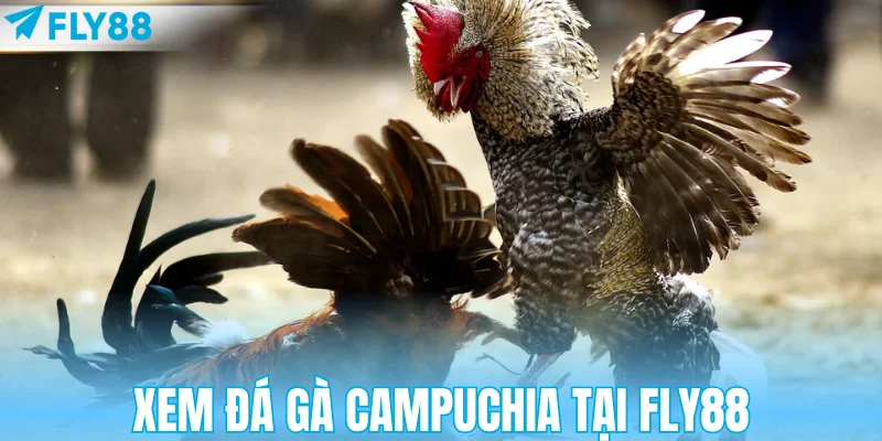 Xem đá gà Campuchia tại FLY88